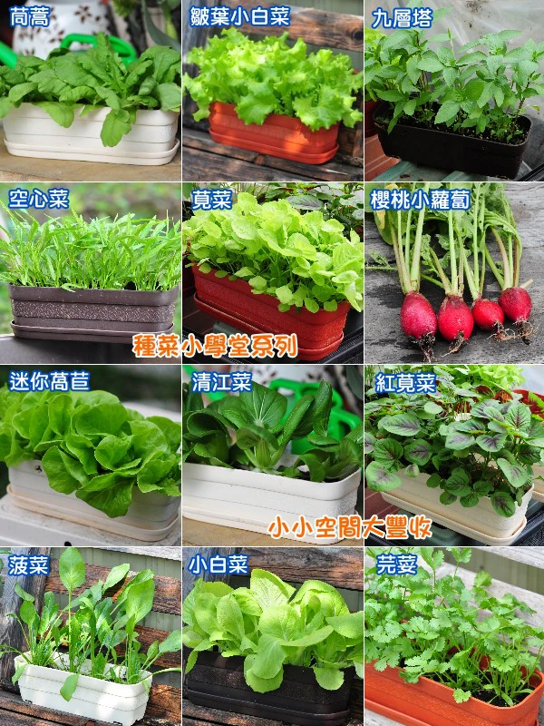 種菜小學堂栽種組合商品圖片 2