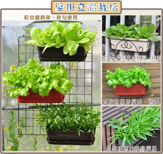 種菜小學堂栽種組合商品圖片 5