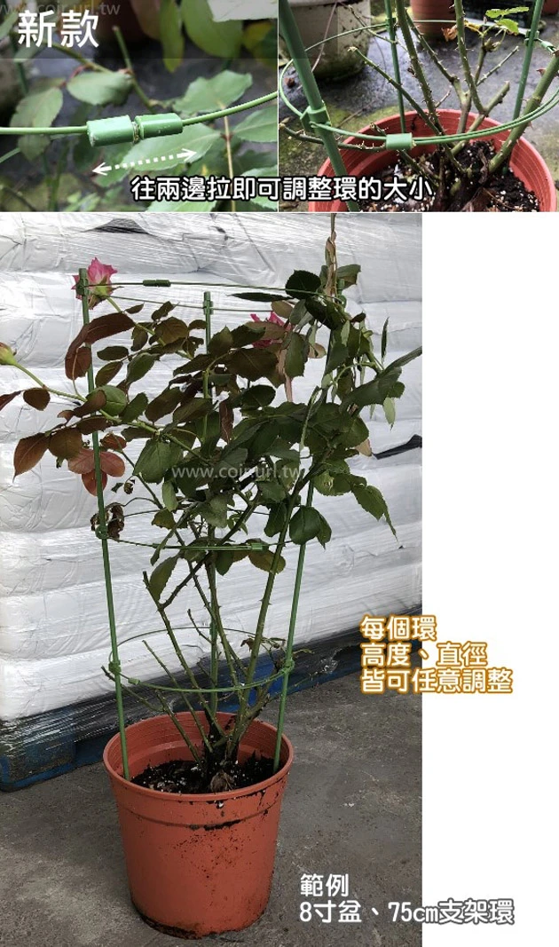 盆栽支架環-高75cm(三環) 月季花架 商品圖片 5