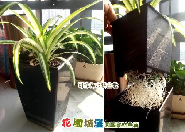 自動澆水套盆組合（三件式蘭花盆）邊12cm 高19cm 商品圖片 5
