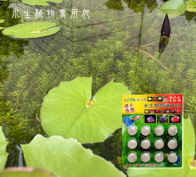 蓮花牌水生植物蓮花肥(9-23-20)-12錠裝 緩釋肥片 商品圖片 2