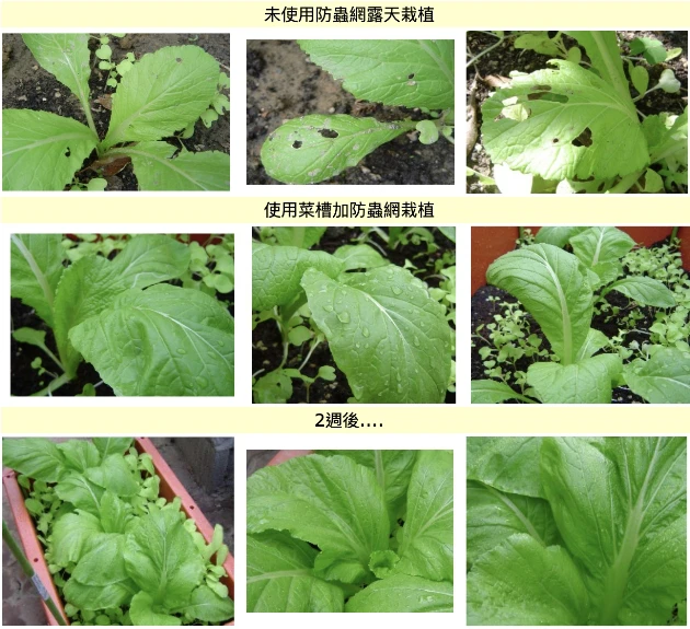 家庭菜園網室全組合(含菜槽.32目白色立體防蟲網.綠竹4支) 商品圖片 3
