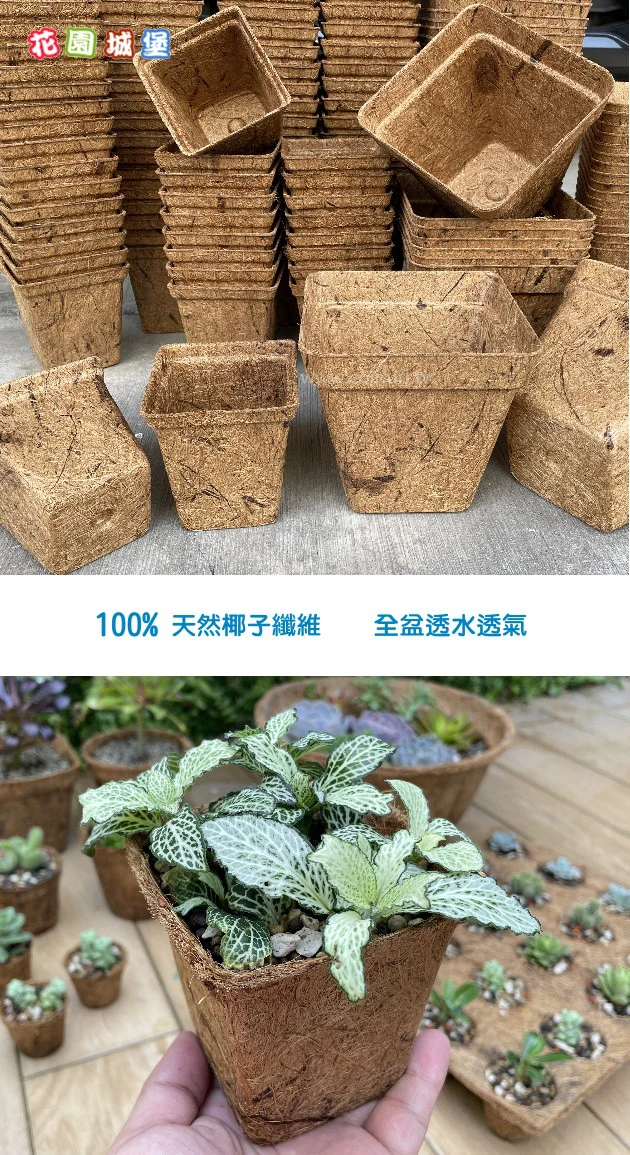 9cm方型環保椰纖花盆 方盆 商品圖片 3