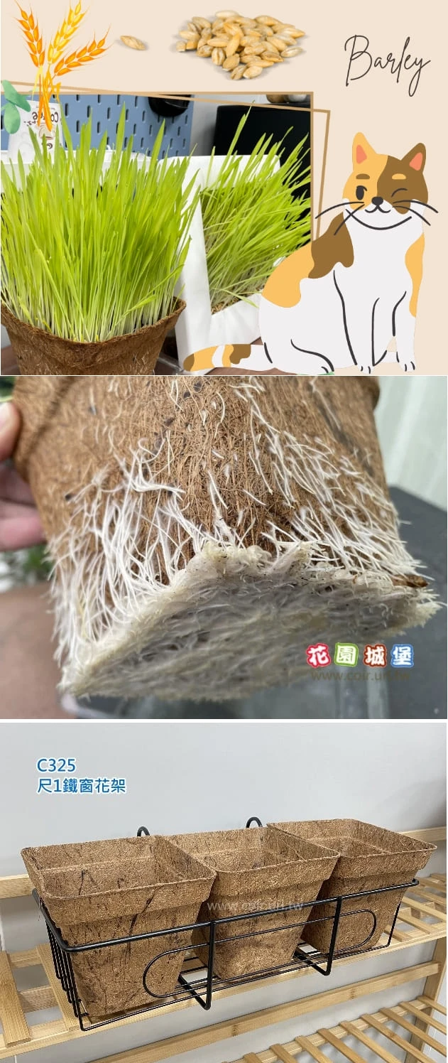 15cm方型環保椰纖花盆 方盆 商品圖片 5