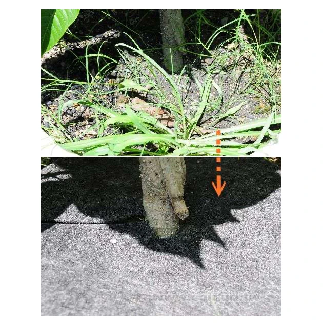 盆栽用雜草抑制蓆(1尺4不織布防草蓋)-42cm 商品圖片 4