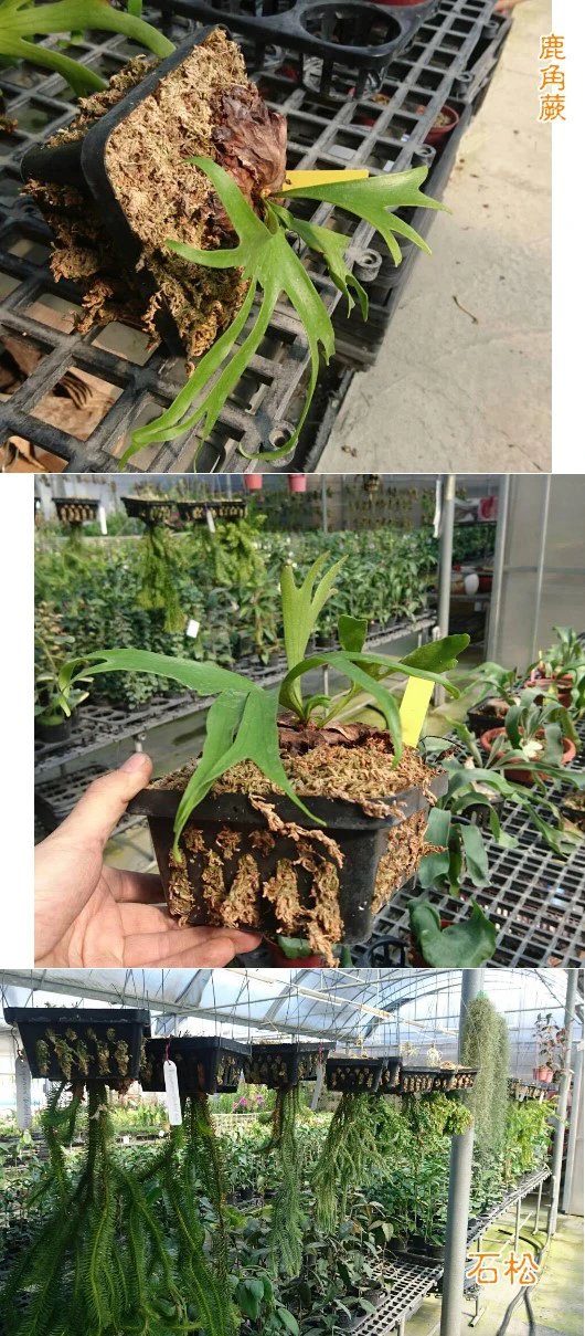 多用途淺網盆（大20cm）蕨類好盆 商品圖片 3