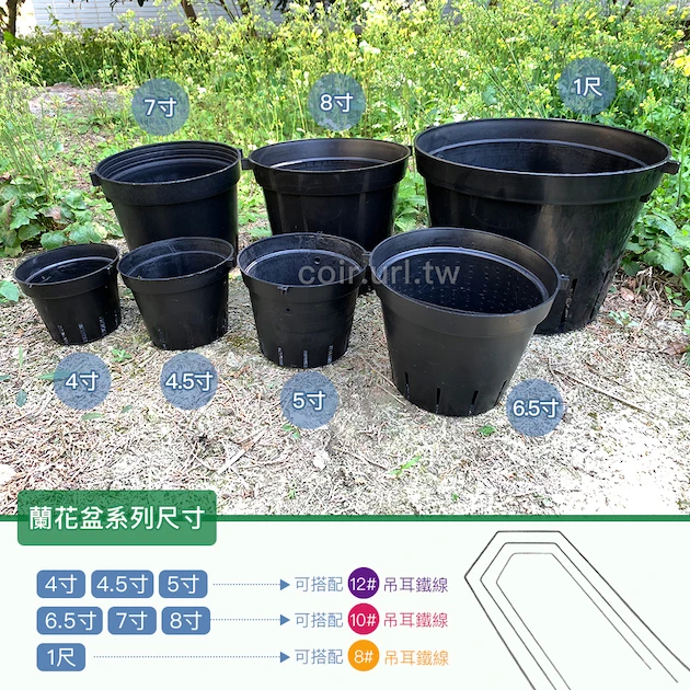 4.5寸蘭花盆(透氣黑吊耳盆)洋蘭盆 商品圖片 3