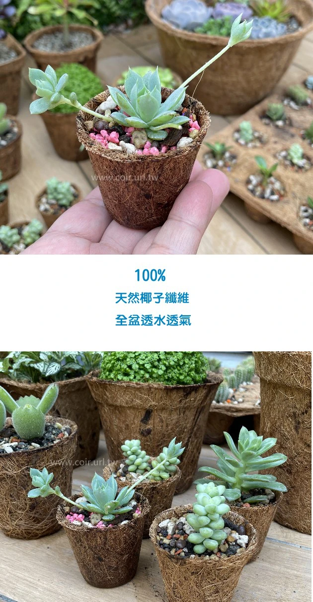 5.5cm環保椰纖花盆 ECO-FRIENDLY COCONUT FIBER POT 商品圖片 3