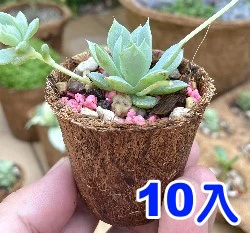 5.5cm環保椰纖花盆 ECO-FRIENDLY COCONUT FIBER POT 商品圖片 6