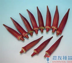紅色黃秋葵商品圖片 2
