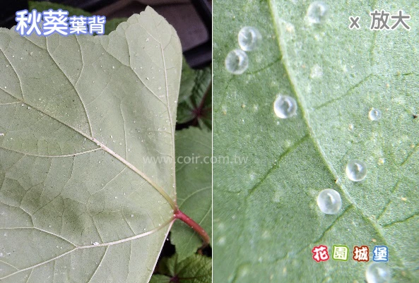 紅色黃秋葵商品圖片 3