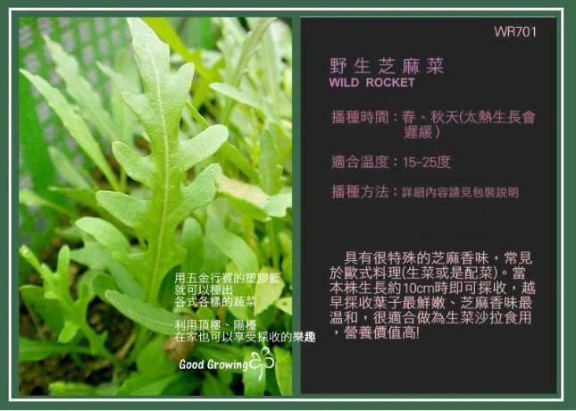 野生種芝麻菜商品圖片 2