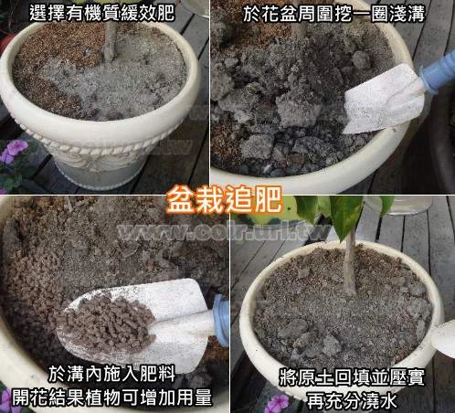 金來富開花配方有機質肥料(3-4-4)高磷鉀草莓 商品圖片 4
