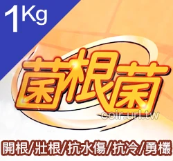 菌專家-菌根菌Mycorrhizal Fungi 商品圖片 4