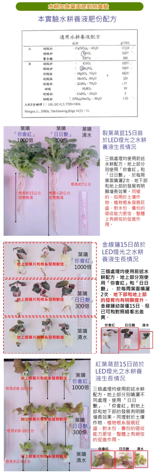 日日艷(天然光合菌群)天然著果劑 商品圖片 4
