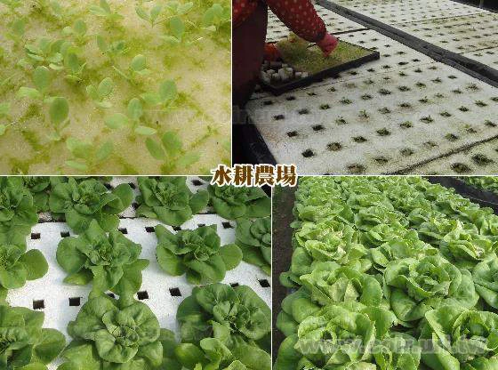 AutoPot專業級水耕肥料(A/B配方)水培水耕養液 商品圖片 3