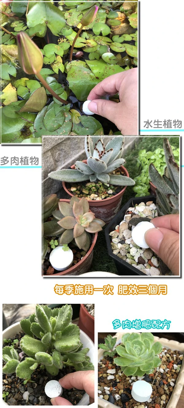 益錠讚錠劑長效肥料(21-7-14+1.2Mgo)水生蓮花肥多肉專用錠狀肥料100公克/包 商品圖片 3