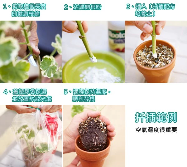 富寶100 ~開根粉 商品圖片 2
